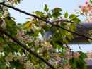 第一鳥居とウコン桜