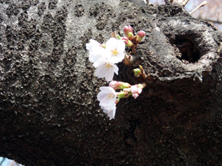 ソメイヨシノ開花してます