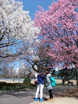 陽光と大島桜