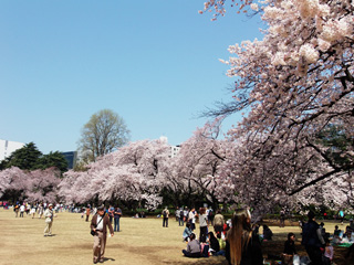 満開の桜・広場
