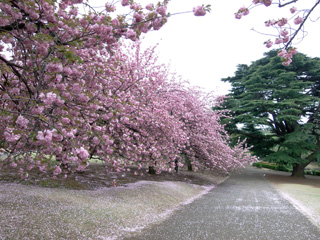 日本庭園前、関山の桜並木
