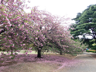 関山の桜並木はもう少し