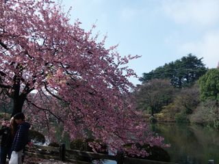 日本庭園付近の寒桜