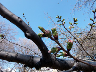 大島桜のつぼみ