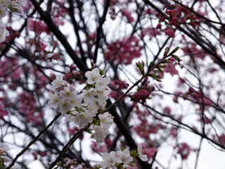 白の大島桜とピンクの陽光
