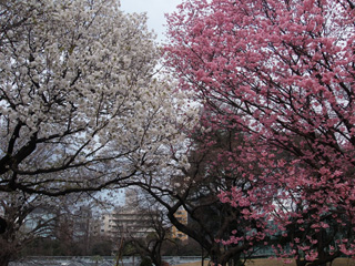 陽光と大島桜の競演