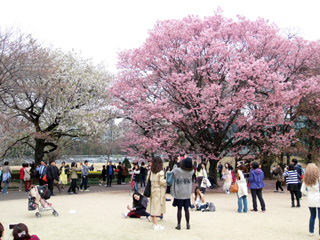 陽光・大島桜の周辺