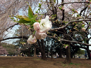 八重咲きの桜、白妙