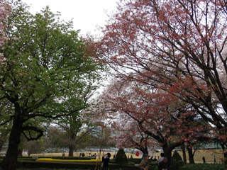 陽光・大島桜は葉桜に