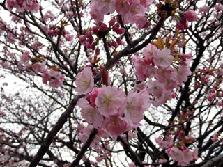 長州緋桜（チョウシュウヒザクラ）、開花