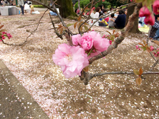 関山（カンザン）の花