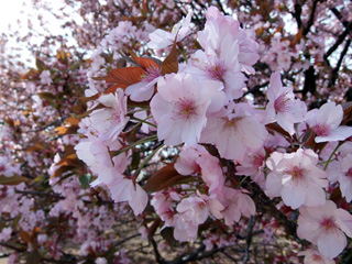 長州緋桜はまだ楽しめます