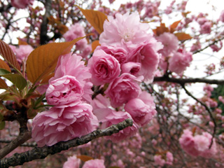 八重咲きの関山