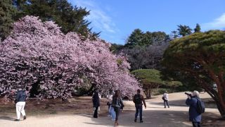 翔天亭そばの寒桜、満開です