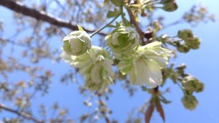 珍しい緑の桜「鬱金（ウコン）」