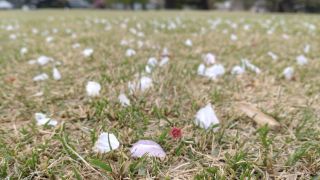 新宿御苑の芝生にはあちこちに桜の花びらが