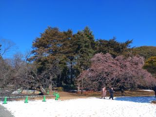 翔天亭そばの薩摩寒桜 現在2分咲き