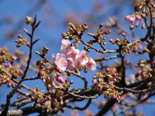 河津桜 2月7日咲き始め
