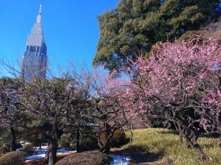 日本庭園でも梅が観賞できます