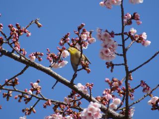 桜に集まるメジロ