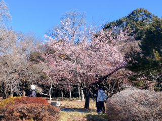 日本庭園中程、楽羽亭付近でも楽しめます