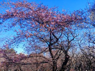 河津桜 現在2分咲き
