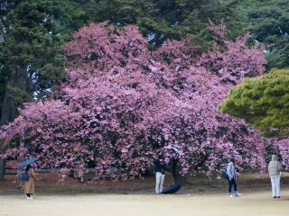 日本庭園の寒桜、満開