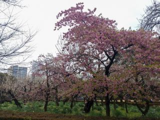 レストランゆりのき前の河津桜、こちらも見頃です