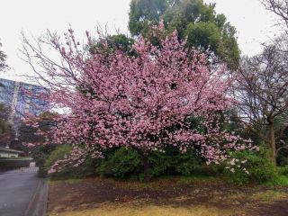 みどころマップN3付近、椿寒桜6分咲き