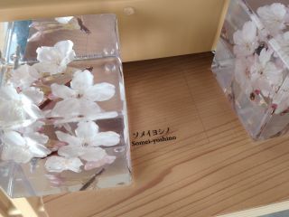 桜のアクリル標本展示※2023年撮影
