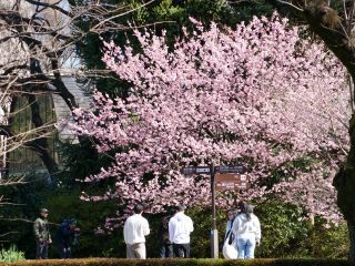 満開の椿寒桜、人気を集めています