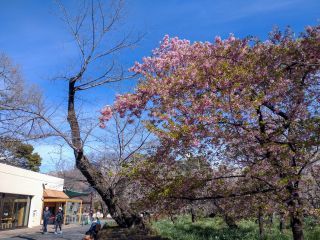 レストランゆりのき前、満開の河津桜