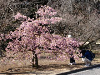 管理事務所付近の河津桜も満開です