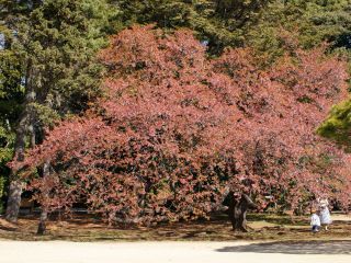 翔天亭付近の薩摩寒桜、落花が盛ん
