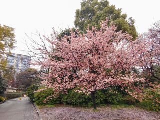 椿寒桜、足元は桜のじゅうたん