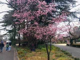 オカメ、道を挟んで椿寒桜の反対に植樹