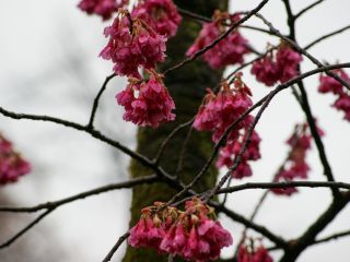 椿寒桜、雨粒の重みでいつも以上に下を向く