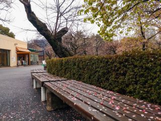 レストランゆりのきと新緑の河津桜