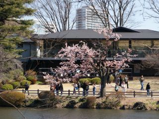 中の池と修善寺寒桜