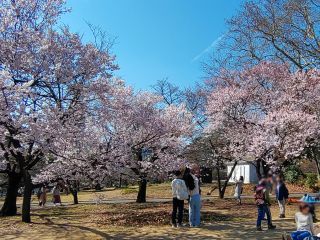 参考：昨年の満開の様子、辺り一面桜色に