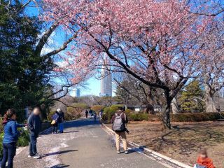 レストハウス付近の寒桜は散り始め、お早めに！