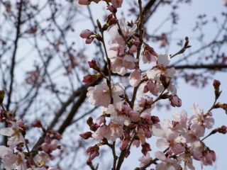 小ぶりで桜色をしたかわいらしい花です