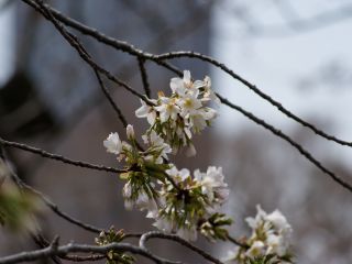 真白い花と緑の葉が特徴、大島桜