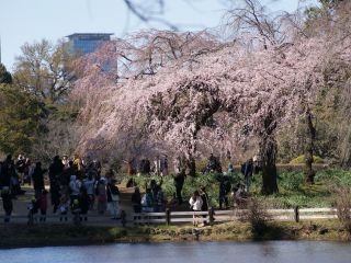 しだれ桜、本日も多くの人気を集める