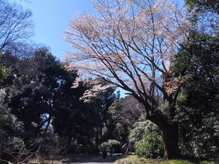マップW3付近、背の高い山桜