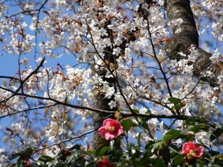 椿とともに桜が楽しめます