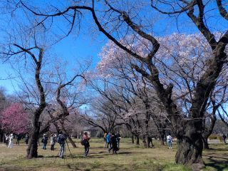 桜園地の様子、ピンクや白・緑など自然が楽しめます