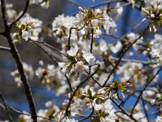 真白い花と葉の緑が特徴、大島桜