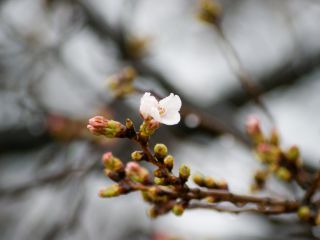 マップE8付近のソメイヨシノ、開花