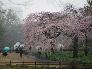 しだれ桜、多くの人気を集める